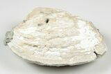 5.25" Fossil Clam with Fluorescent Calcite Crystals - Ruck's Pit, FL - #194215-2
